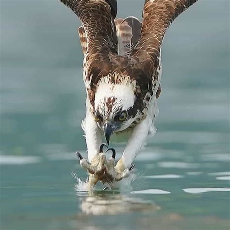 Photographer Captures Every Moment Of Ospreys Incredible Dive For Its Prey