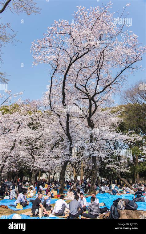 Hanami Cherry Blossom Viewingueno Parktaito Kutokyojapan Stock