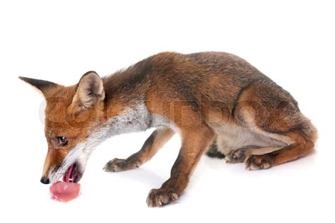 Young Red Fox Eating Stock Image Colourbox