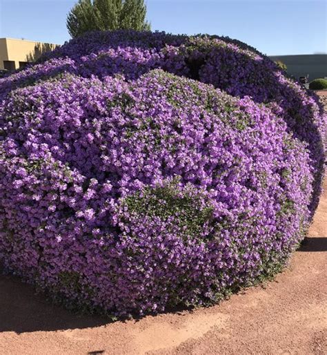 Texas Sage Bushes Xeriscaping In Southwest