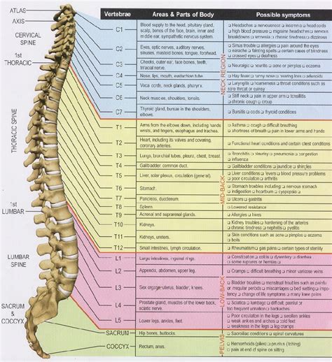 Spinal Chart Chiropractic Can Help With So Much More Than You Might Think See How Each