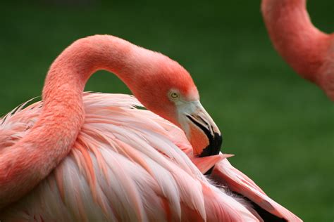 American Flamingo 美洲紅鸛/ 火烈鳥The Lighthouse