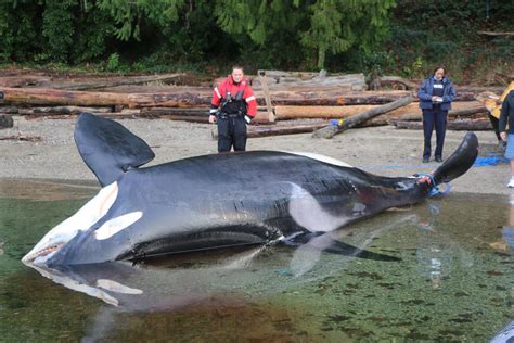 Dead Orca With Signs Of Blunt Force Trauma Found Near Sechelt Bc