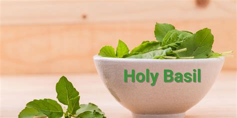 Holy Basil Supplement Health Benefits Uses Dosage Side Effects And