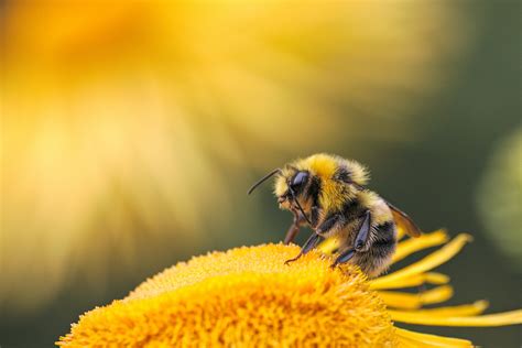 día mundial de las abejas por qué son tan importantes y qué puedes hacer para salvarlas