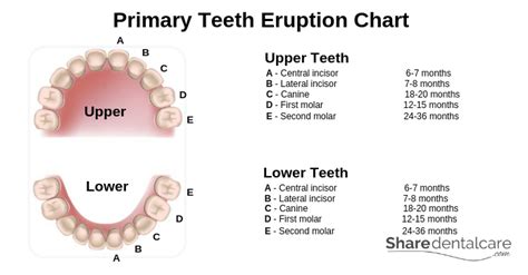 Tooth Anatomy Structure And Function Share Dental Care