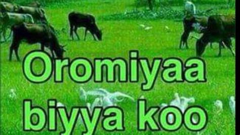 Oromo News Oduu Voa Afaan Oromoo June 2020 Youtube