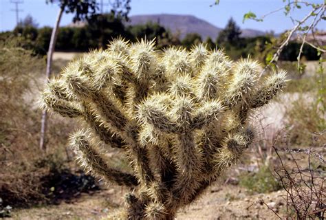 Cholla Cactus : Photos, Diagrams & Topos : SummitPost