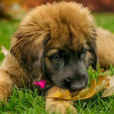 17 Best Images About Leonbergers On Pinterest Chihuahuas Spotlight