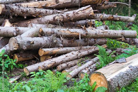 Logs Of Raw Conifers Tree Pile Of Sawed Trees Work Of A Forester
