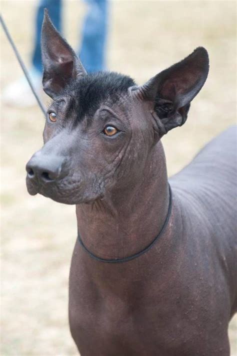 Xoloitzcuintli | Hairless Dog Breed | 5 Charming Hairless Dog Breeds