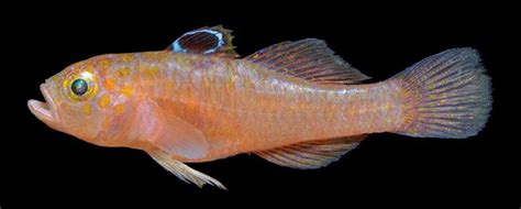 Pictures Of Trimma Zurae A Newly Described Dwarf Goby