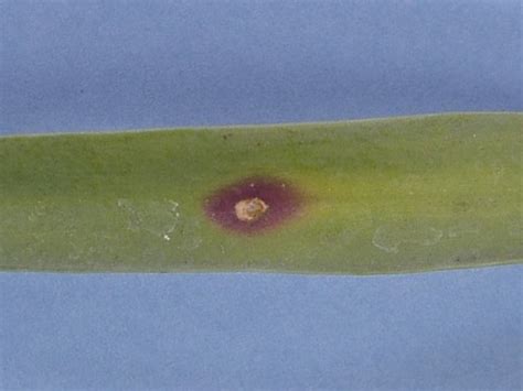 First Report Of Stemphylium Herbarum And S Lycopersici Causing Purple