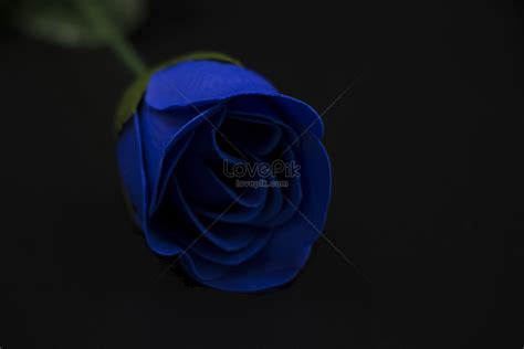 รูปกุหลาบสีน้ำเงินโรแมนติก Hd รูปภาพสีน้ำเงิน กุหลาบ ดอกไม้ ดาวน์