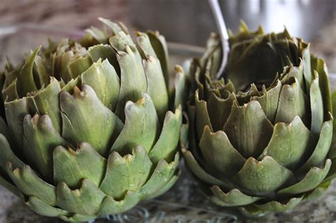Rooted In Thyme ~harvesting Artichokes In The Garden And Simple