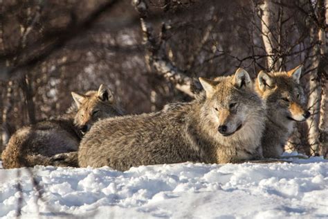Mériter Fente Processus Polar Park Wolf Visit Conversation Torsion Ferraille