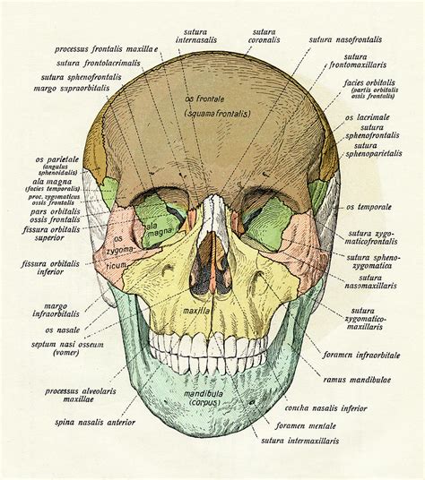 Diagram Of Human Skull 1 By Graphicaartis