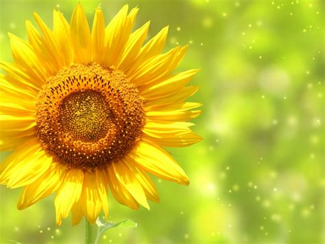 Sunflower Wallpaper Pictures 2014 Beautiful Flowers