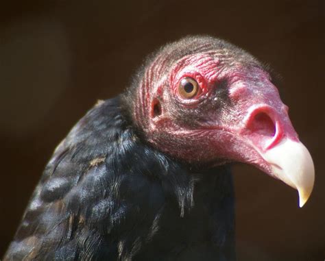 Got Turkey Vulture Vulture Bird Watching Close Up Portraits