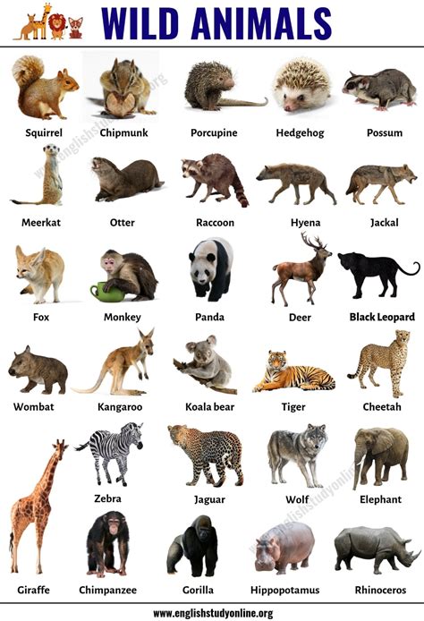 Forest Animals Name List In English Animal Big