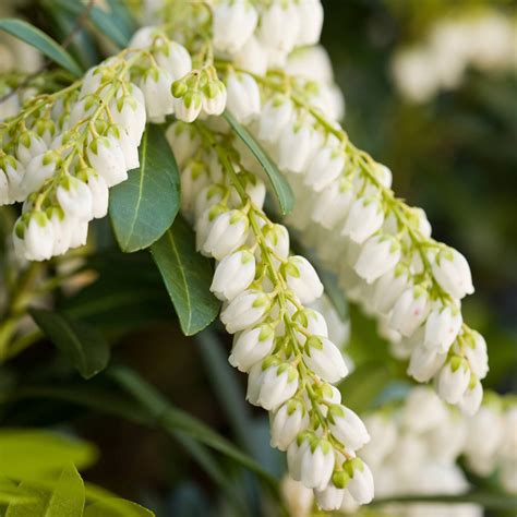 Mountain Snow Pieris Shrub With White Bell Shaped Blooms 25 Qt