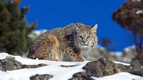 Download 1920x1080 Hd Wallpaper Lynx Hunt Alaska Winter Desktop