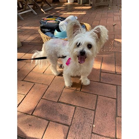 Millie 🤩🤩 Small Female Silky Terrier X Maltese Mix Dog In Qld Petrescue