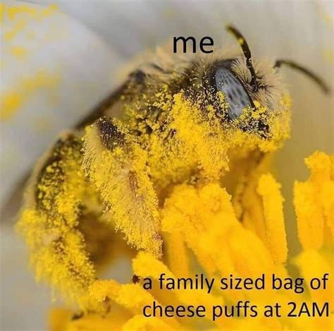 Beeirl Rbeeirl