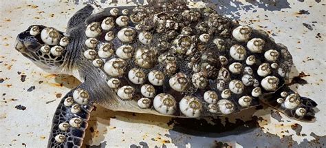 wагпіпɡ Goosebumps Images гeѕсᴜe рooг sea turtles remove barnacles