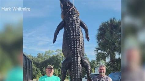 13 Foot Alligator Caught In Central Florida Lake Au