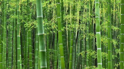 Wallpaper Bamboo 55 Pictures