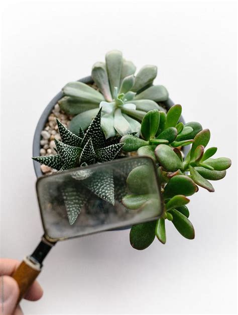 A Hand Holding A Magnifying Glass Over A Potted Plant With Succulents