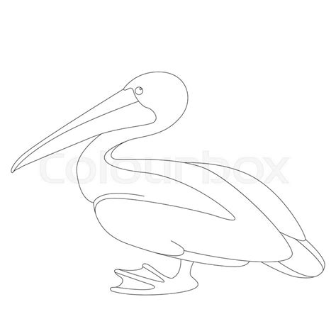 Pelican Vector Illustration Lining Stock Vector Colourbox