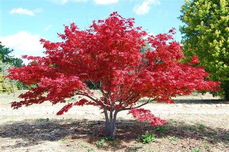 How To Grow Coral Bark Japanese Maple Plantly