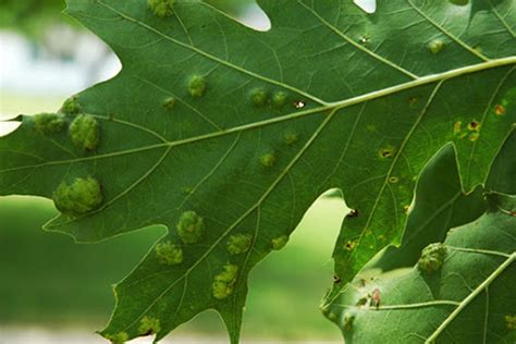 Oak Tree Diseases — Tree Health Solutions