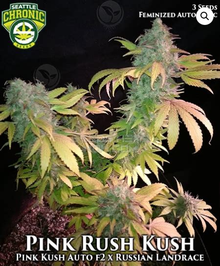 Pink Rush Kush 11 Von Seattle Chronic Seeds Cannabis Sorten Infos