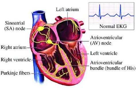 Label The Components Of The Cardiac Conduction System