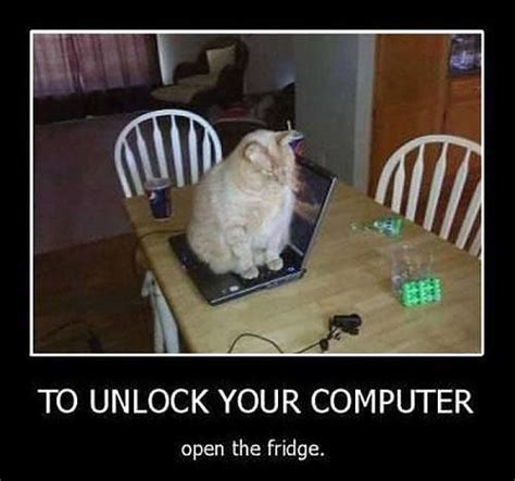 Me three months into lockdown. Cat, Computer Lockdown | Crazy cats, Funny cat pictures, Cats