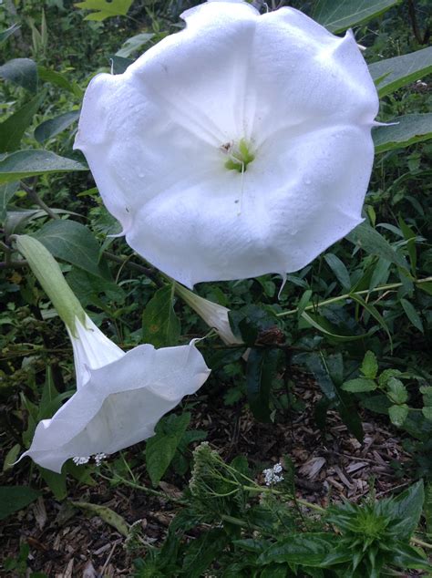 May's full moon is known as the flower moon since it occurs when spring flowers are in bloom. Moon flower | Garden, Flowers, Plants