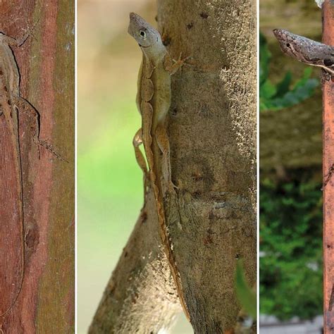 Anolis Sagrei Females Are Polymorphic In Dorsal Coloration Pattern And