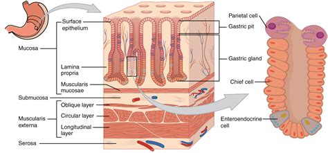 What Are The Names Of The Tissue Layers Of The Stomach Socratic