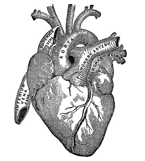 8 Anatomical Heart Drawings The Graphics Fairy