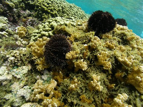 Coral Reefs Urchin Hatchery