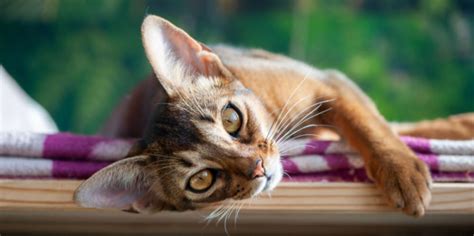 Orange Tabby Cats Facts Lifespan And Intelligence All