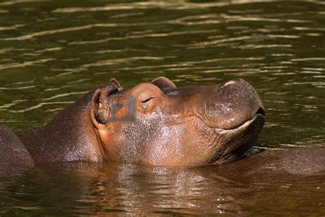 Royalty Free Image Baby Hippo Sleeping In The Water By Henkbentlage