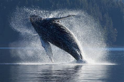 Humpback Whale Breaching In The Waters Photograph By John Hyde Fine