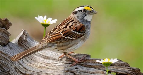 Similar Species To White Throated Sparrow All About Birds Cornell Lab