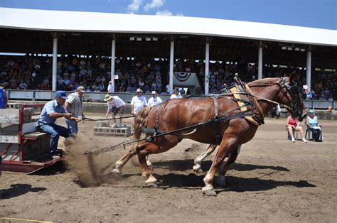 Posts About Draft Horse Pull On Whats The Buzz Draft Horses