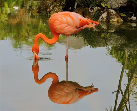 American Flamingo - BirdWatching