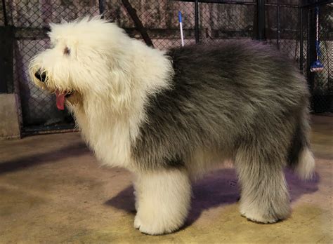 Do Old English Sheepdogs Have Hair Or Fur I Dream Of Doggies